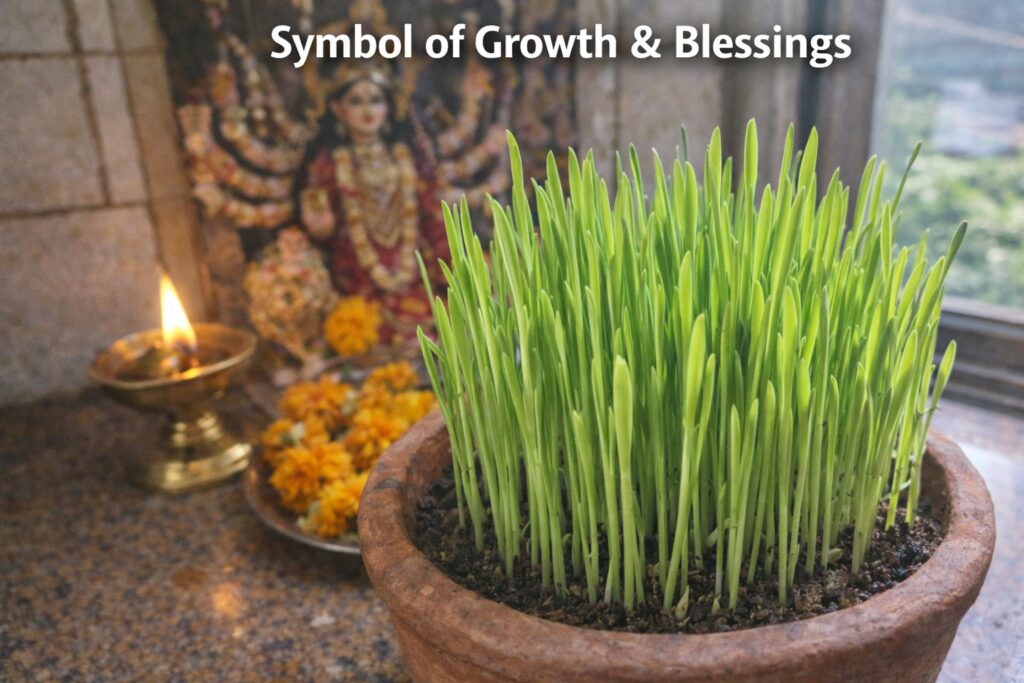 Fully grown Navratri Jawara barley shoots placed near diya in home temple