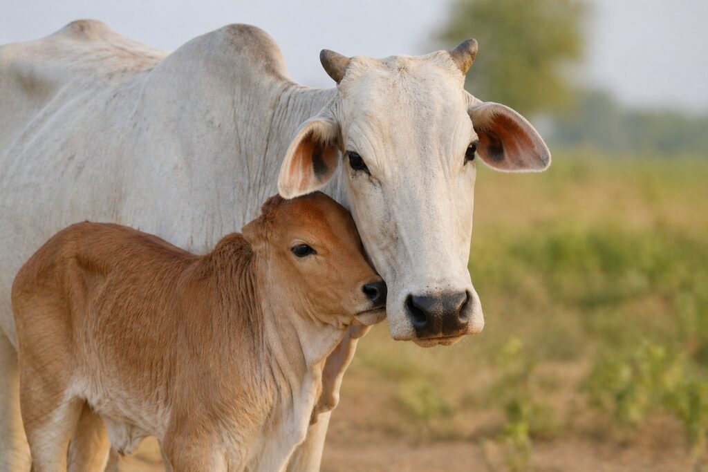 cow with calf India emotional bonding gau mata respect cow welfare campaign