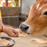 Benefits of Feeding a Cow Daily: What Hindu Tradition Says About Gau Seva