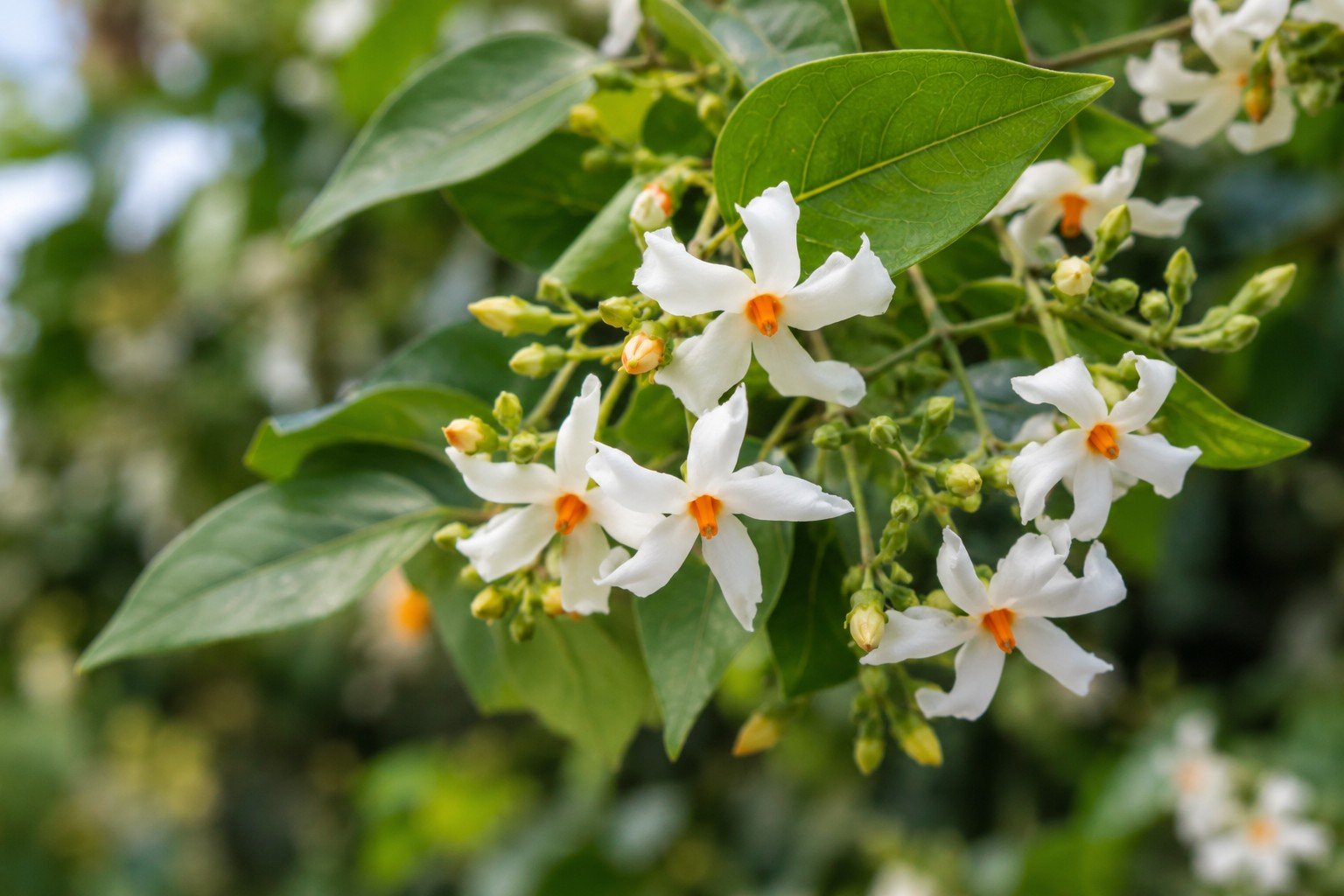 Parijat Flower blooming on a tree with white petals and orange centers